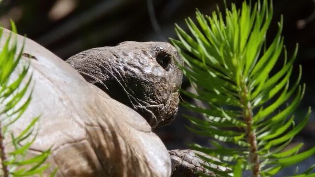 Closeup portrait of a Gopher tortoise head peeking out from its shell among green pine needles in the wild