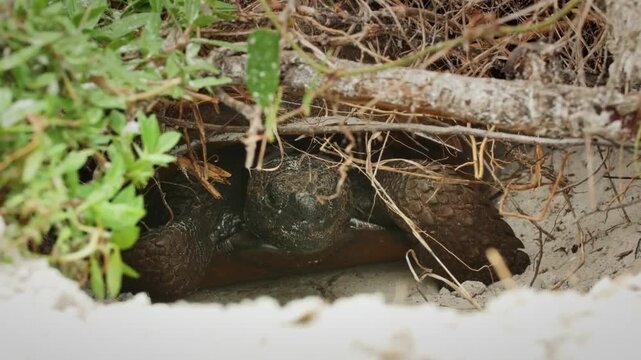 A gopher tortoise resting inside its burrow entrance, surrounded by sandy soil and dry vegetation in its natural habitat