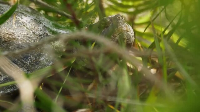A closeup shot of a redeared slider turtle hiding in the green grass and pine needles, showing its distinctive red ear stripe