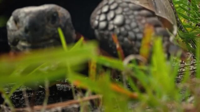 Closeup of a gopher tortoise peeking out from its burrow in the sandy grass of a pine forest habitat
