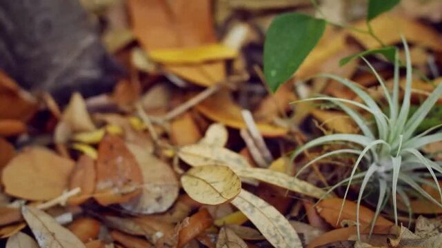 Closeup of a Gopher tortoise head and shell resting on the ground with dry leaves and a small plant in the background