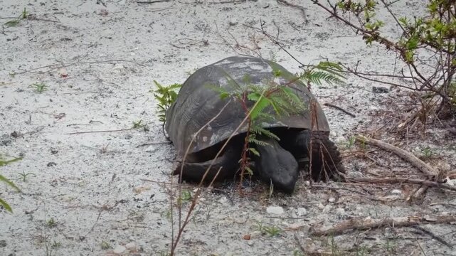 A gopher tortoise walking through sandy terrain in a natural habitat in florida