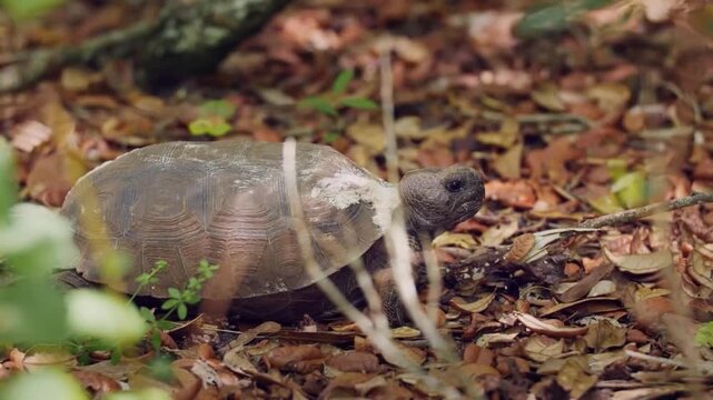 A gopher tortoise walking through a forest floor covered in dry brown leaves and twigs in its natural habitat in florida