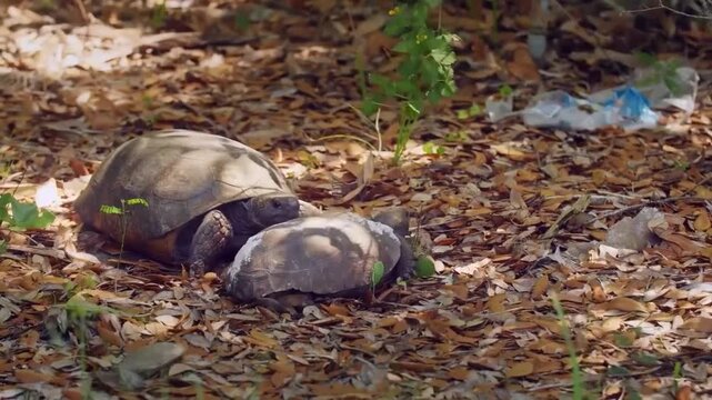 Two gopher tortoises interacting in a natural forest habitat with dry leaves on the ground