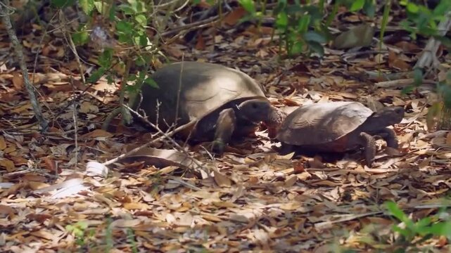 Two turtles walking through the dry leaves and twigs in a forest area with some plastic trash scattered on the ground