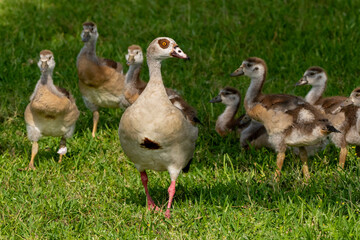 Egyptian Geese © Brendan