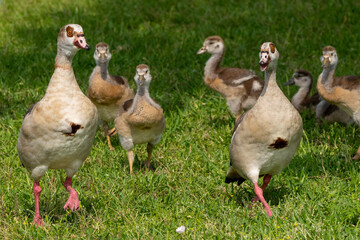 Egyptian Geese © Brendan