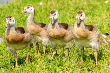 Egyptian Geese © Brendan