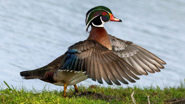 Wood Duck Speech