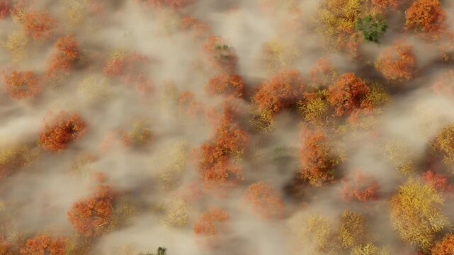 3D Animation of a colorful forest in the fall, shrouded in a veil of mist, view from above