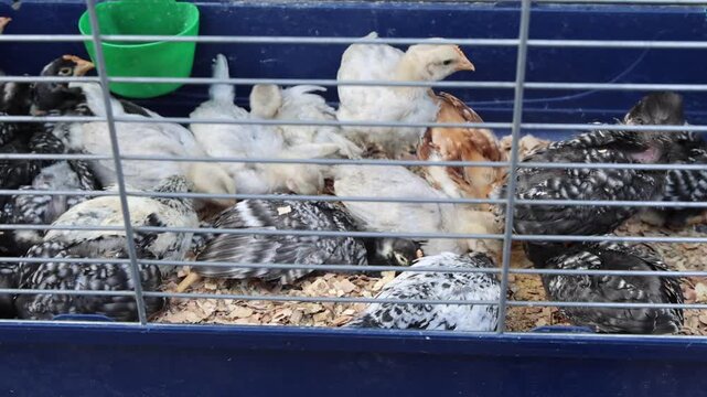 Several Young Hybrid Broiler Chicks Hens in Cage at Poultry Farm