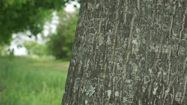 Static close up shot of the textured bark of a northern red oak trunk. A shallow depth of field softly blurs the lush green summer foliage in the background.