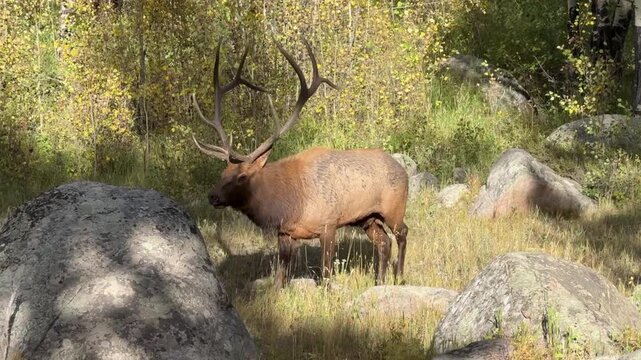 Bull elk running through forest during elk rut
