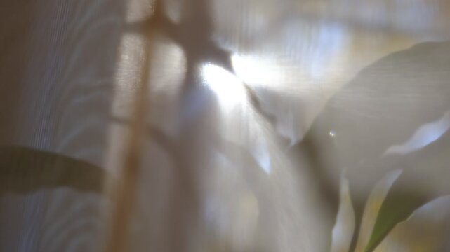 Solstice. A close-up silhouette of branches on silk curtain, backlit view, calming meditating natural background. Majestic nature colors and intricate details evoke freshness and beauty, and summer ch