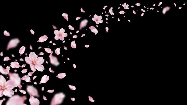 Cherry Blossom Petals Swirling From Corner on Black