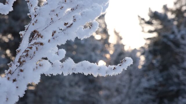 Breathtaking winter scene in the forest, magical winter wonderland. Ethereal morning, frozen landscape, turning the snow-covered trees into a frozen fairy tale. Idyllic northern winter