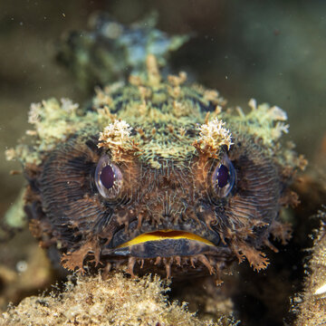banded toadfish, halophryne diemensis, in Tufi fjords, Papua New Guinea