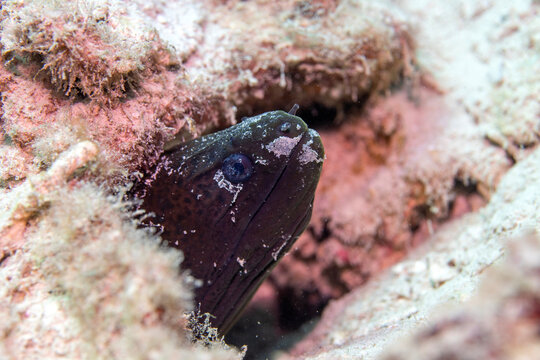 greyface moray eel, Gymnothorax thyrsoideus, in Tufi fjords, Papua New Guinea