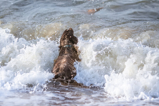 Wet black spaniel dog runs through foamy sea waves on sunny sandy beach.