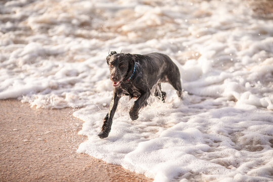 Wet black spaniel dog bursts through large foamy sea wave with water splashing around.