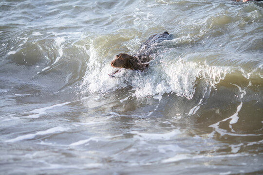 Wet black spaniel dog swims through wavy sea water with splashes and droplets around its head.