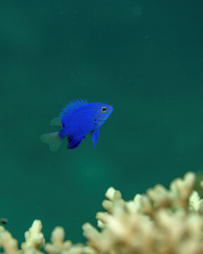 Springer's damselfish, Chrysiptera springeri, in Tufi fjords, Papua New Guinea