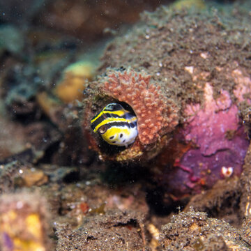 striped fangblenny, meiacanthus grammistes, in Tufi fjords, Papua New Guinea