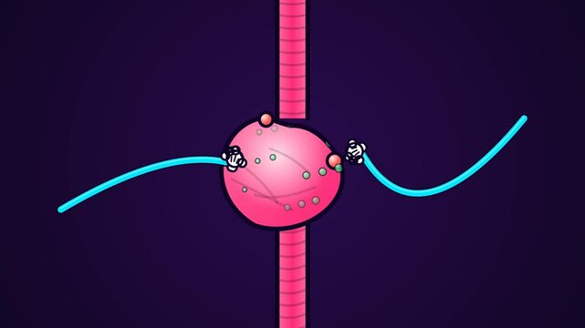 2D cartoon animation of a stomach digesting food with cartoon hands injecting enzymes to break down nutrients in the digestive tract