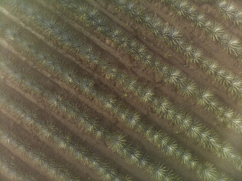 Aerial view of agave plants in a plantation shrouded in morning mist in Tequila, Jalisco, Mexico.