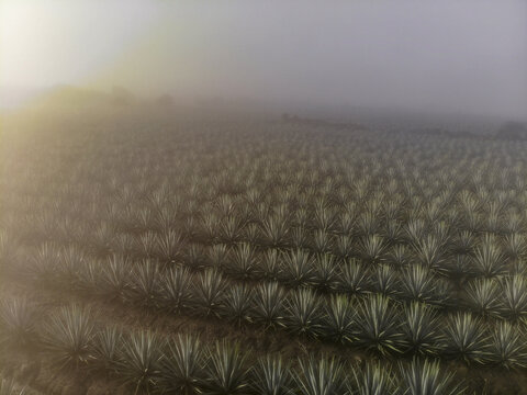 Aerial view of agave plants in a field shrouded in morning mist in Tequila, Jalisco, Mexico.