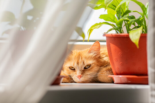 Ginger cat resting behind flowerpot on bright windowsill with white curtainsю