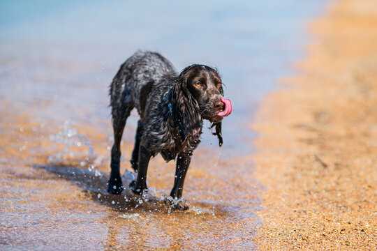 Wet russian cocker spaniel running through shallow sea water with splashes.