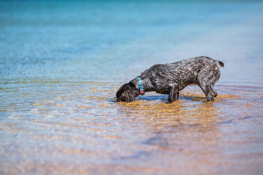 Russian cocker spaniel exploring clear shallow sea water near a sandy shore.