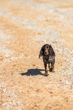Russian cocker spaniel running across a sunny sandy beach near beach houses.