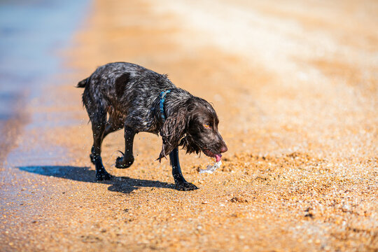 Wet russian cocker spaniel walking from the sea onto a sunny beach.