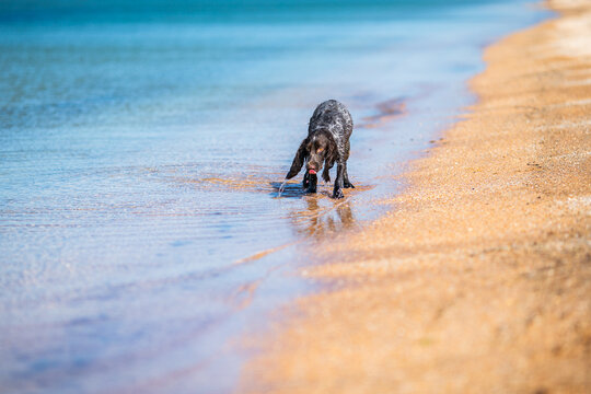 Wet russian cocker spaniel walking along the edge of a blue sea shore.