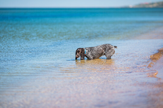 Russian cocker spaniel standing in shallow clear sea water on a bright beach.