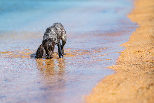 Wet russian cocker spaniel drinking from shallow sea water on a sunny beach.