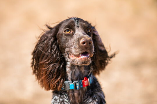 Close up portrait of a wet russian cocker spaniel with sandy muzzle.