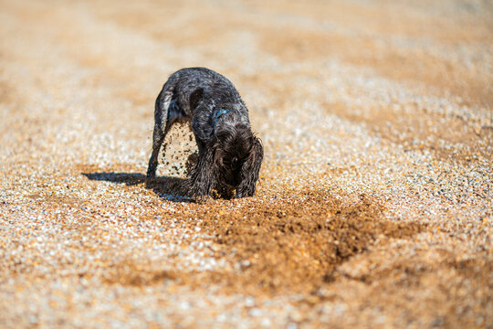 Wet russian cocker spaniel digging in golden sand on a sunny pebble beach.