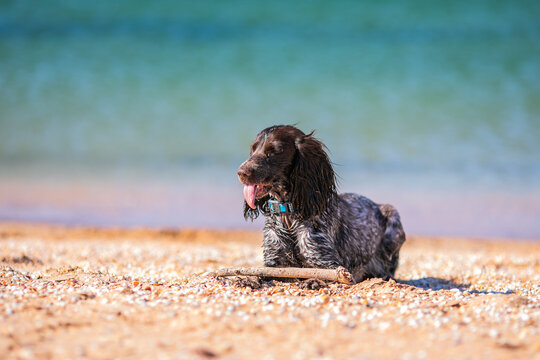 Wet russian cocker spaniel resting on a sunny beach beside a stick.