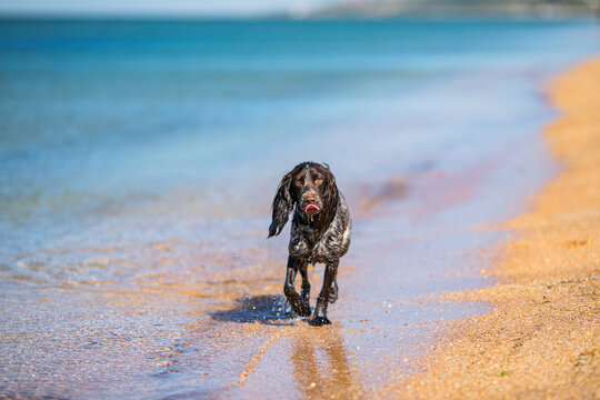 Wet russian cocker spaniel running from the surf along a golden sandy beach.