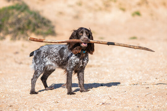 Wet russian cocker spaniel standing on sand with a long branch in its mouth.