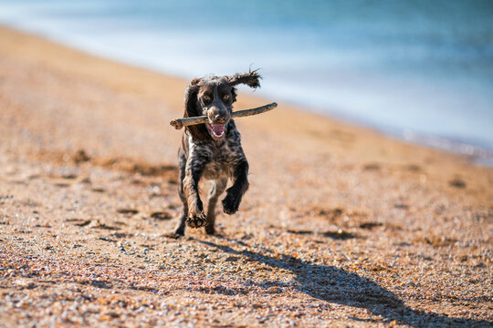 Russian cocker spaniel running over sand dunes with a stick near the sea.