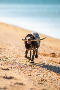 Russian cocker spaniel running over sand dunes with a stick near the sea.