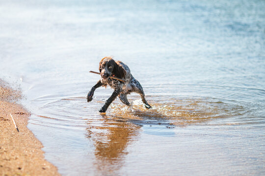 Russian cocker spaniel splashing through shallow sea water with a stick.