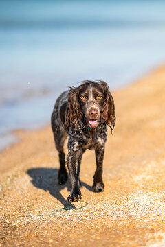 Wet russian cocker spaniel standing in shallow blue sea water by a sandy shore.