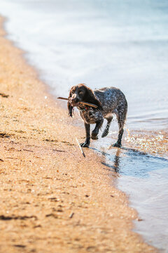 Russian cocker spaniel splashing through shallow sea water with a stick.