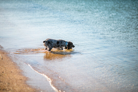 Russian cocker spaniel splashing through shallow sea water with a stick.
