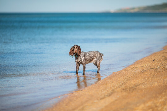 Wet russian cocker spaniel standing in shallow blue sea water by a sandy shore.